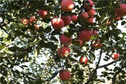 胶州苹果苗种植