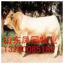 山東濟寧梁山縣肉牛養殖