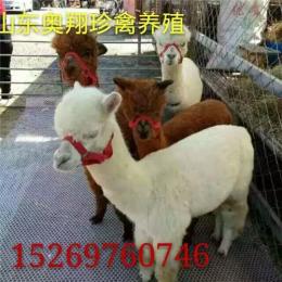 天津哪里有羊驼出售