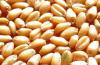 汉江畜禽养殖求购小麦玉米