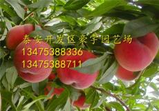 桃树苗哪里有 桃树苗批发价多少钱 优质桃树
