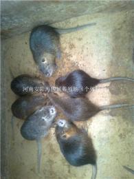 河南安阳海狸鼠养殖基地出售优质海狸鼠种苗