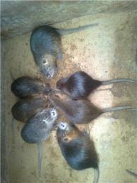 安阳海狸鼠养殖场出售海狸鼠种苗商品海狸鼠