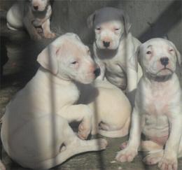 徐州市两三个月的杜高犬多少钱一只