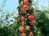 M9T337红富士矮化苹果苗大苗建园的优势