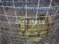 湖北黄石杂交野兔养殖场杂交野兔种兔价格