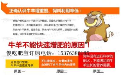 牛腸胃不消化不反芻 肉牛益生菌廠家來幫忙