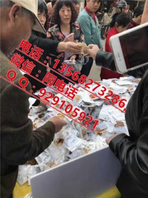 天然植物化石 天然植物化石批發