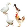 肉鸭过料拉稀怎么办-禽用益生菌添加剂
