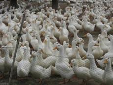 防治鸡鸭鹅便料腹泻的益生菌添加剂