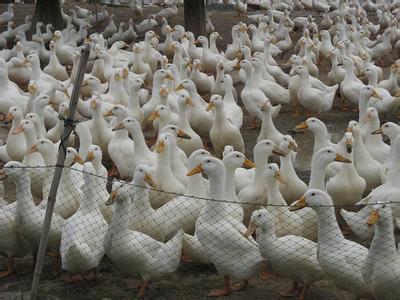 防治鸡鸭鹅便料腹泻的益生菌添加剂