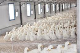 增加鸡鸭抵抗力少生病的益生菌添加剂健美禽
