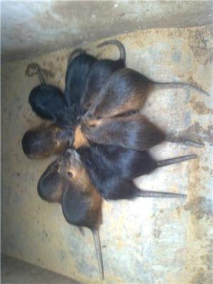 河南海狸鼠养殖场出售海狸鼠种苗商品海狸鼠