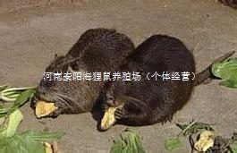 河南海狸鼠养殖场出售海狸鼠种苗商品海狸鼠
