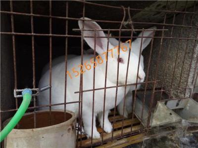 大型肉兔养殖场有哪些 肉兔养殖的品种