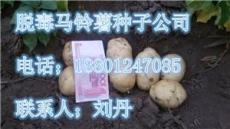北京脱毒早熟马铃薯种子品种荷兰十五土豆种