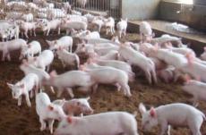 猪用益生菌防治育肥猪反复腹泻饲料粪便