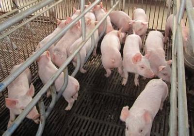 猪用益生菌制剂健美猪对母猪仔猪育肥猪有效