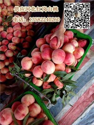 河北保定桃子幾月上市 滿城區量大質優