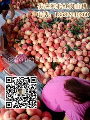 河北保定桃子幾月上市 滿城區量大質優