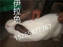 养兔 贵州獭兔养殖场 毕节肉兔养殖场