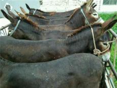河南肉驴养殖品种河南肉驴市场价格河南肉驴