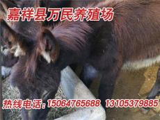 云南华坪县哪里有卖肉驴的 肉驴多少钱一斤