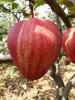陕西红梨 早酥红梨苗红梨苗价格红梨新品种