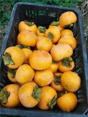 阳丰甜柿子 甜柿子新品种 甜柿子苗供应