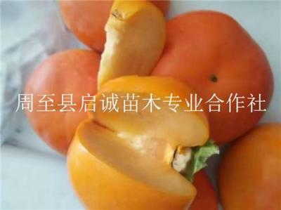 阳丰甜柿子 甜柿子新品种 甜柿子苗供应