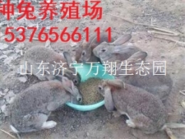 湖北荆门思麻兔养殖场 种兔多少钱一只