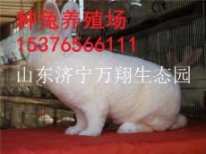 江西九江肉兔养殖场 新西兰肉兔的价格