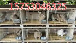 山东獭兔肉兔养殖基地