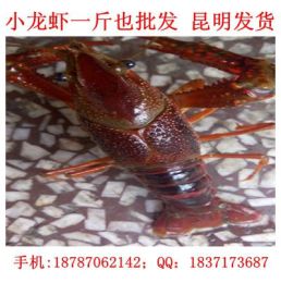 海南小龙虾多少钱一斤 小龙虾价格货源稳定