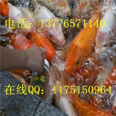 销售日本锦鲤鱼苗