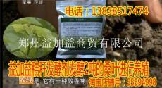 桑叶经过生物菌发酵之后为鸭子提高免疫力