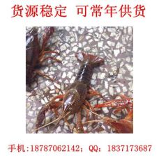 昆明龙虾网批发 昆明小龙虾价格规格多样