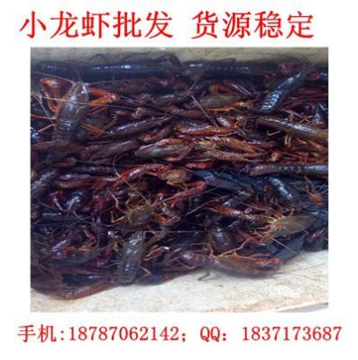 广西龙虾网批发 广西小龙虾价格规格多样