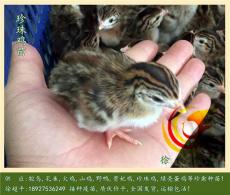 江西萍乡珍珠鸡苗-优质珍珠鸡种苗提供商