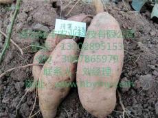 虞城济薯22红薯多少钱 夏邑济薯22红薯品种