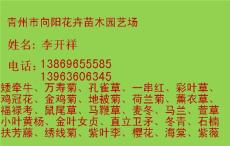 山東千屈菜種植基地青州千屈菜批發(fā)供應(yīng)
