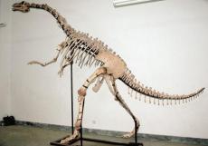 国内恐龙骨骼化石征集收购权威公司