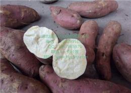 平凉济薯21红薯价格 崆峒高淀粉红薯批发