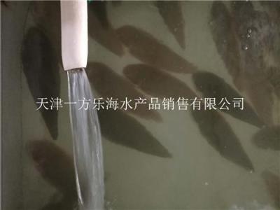 广东鳎鱼鱼苗