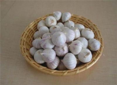 北京大蒜种子多少钱一斤