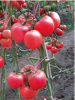 秋延番茄种子-罗纳尔多