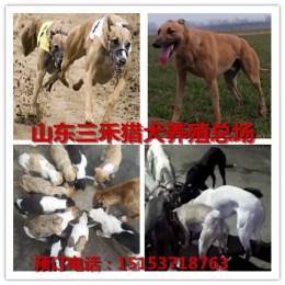萍乡哪里卖马犬幼犬的养殖场欢迎您