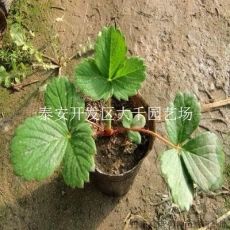 新疆地区种植草莓苗批发 甜查理草莓甜度高