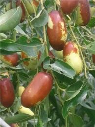 山东长红枣主要产于哪里