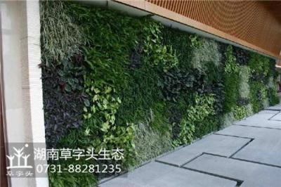 湖南草字头生态植物墙